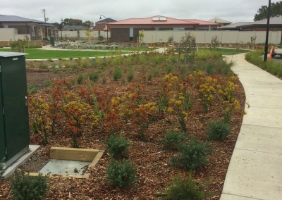 Plantings of native flowers - Barwarre Gardens, Geelong