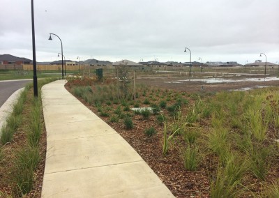 Native grasses - Barwarre Gardens, Geelong